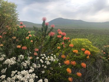 The view from Pinnacles in September – a flush of oranges, whites and yellows – Leucadendrons, Leucaspermum’s, and proteas are just some of the genera within the family of Proteaceae.