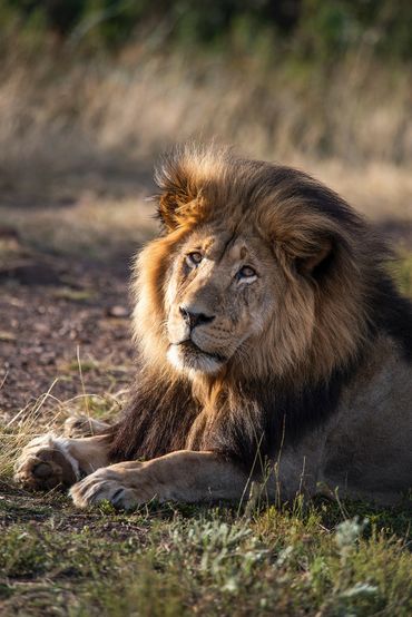 A male lion looks on