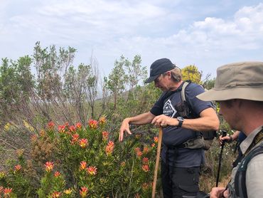 Sean Privett, founder of the Fynbos Trail, explains the role of the bird pollinators  on these Mimetes Pagoda’s