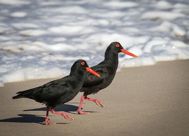 A pair of Black Oyster Catcher’s sighted on the Chokka Hiking trail