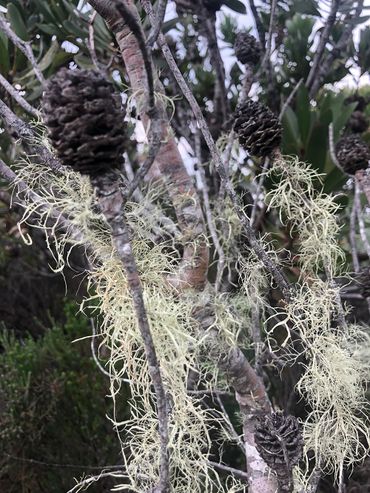 Old Man’s Beard – a canary species indicator for excellent air quality