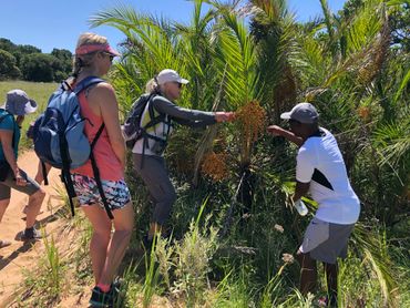 Learning about the date palm's uses, from our walking gudide, MB.