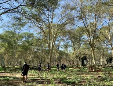 Walking amongst the giant fever tree forests is a sacred experience.