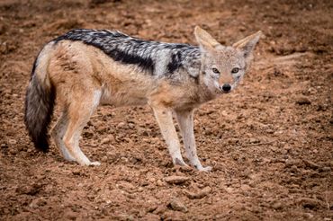 Black-backed Jackal