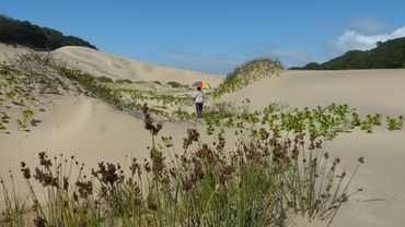 Lost in time  in the dunes between Cebe and Wavecrest. There are also some most interesting geological finds here.