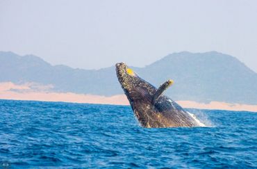 A Humpback Whales breeching offshore of Cape Vidal.