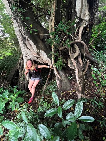 The coastal strangler fig, also known as the Natal Fig, starts out life as an epiphyte - meaning it germinates in the branches of another tree, then  sends down aerial roots that wrap around the host tree, eventually thickening and fusing together. Over time, the fig tree completely engulfs and strangles its host, often killing it and standing on its own as a massive, hollow-trunked tree.
