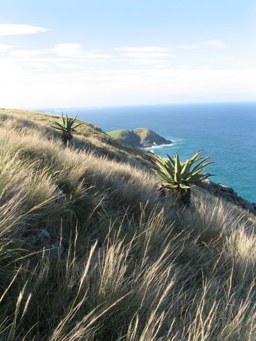 From headland to headland on the Coffee Bay - Haven hiking stretch.