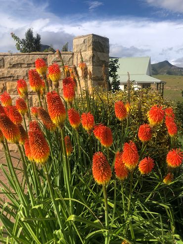 Striking Red Hot Pokas at the entrance of our second nights accommodation.