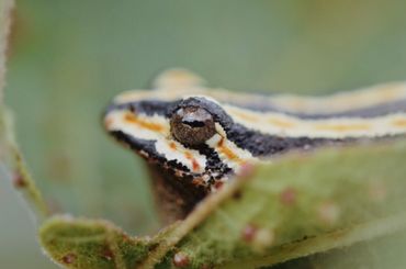 The vibrant painted reed frog thrives in the seasonally moist grasslands, riparian zones, and bushveld margins in the Soutpansberg mountains.