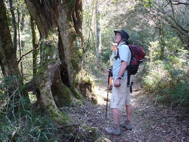 Many of the paths are through old montane forests