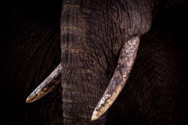 A tusker photographed on the Maseke Wilderness Trail