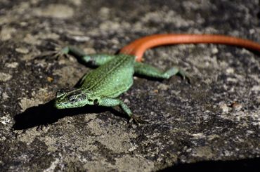 The rocky outcrops and savanna woodlands of the Soutpansberg support many different kinds of colourful lizards.