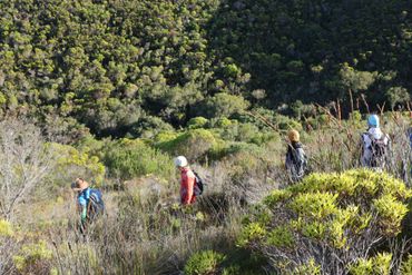 The trail weaves through montane fynbos and old indigenous forest in the Walker Bay Fynbos Conservancy