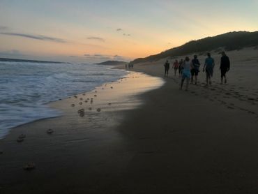 Heading out on our Turtle Walk. This time of year, we'll be looking for signs of the hatchling's making their way down to the sea.