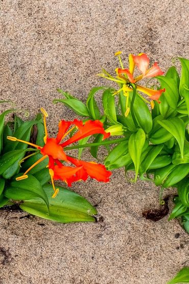 The striking Flame Lily found in this area is also the national flower of Zimbabwe because of its natural beauty and resilience in harsh conditions.