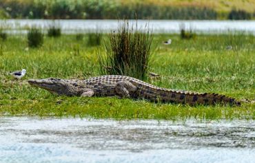 Crocs enjoying the African Sun in the lush wetlands