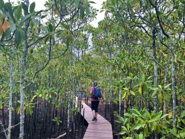 The mangal forests around Umlalazi Estuary have White, Black and the endangered Red Mangrove's.