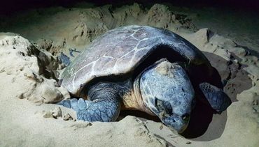 During the summer months Nov-March, on our 3 night trail, you have a good chance of sighting one of these gentle giant's coming ashore to lay her eggs.