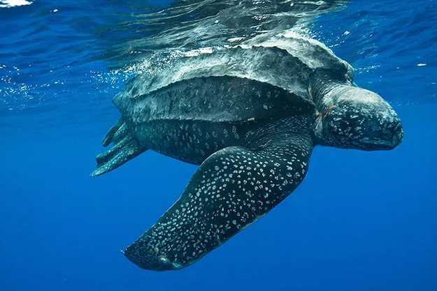 Loggerhead and Leatherback turtle laying and hatching information ...