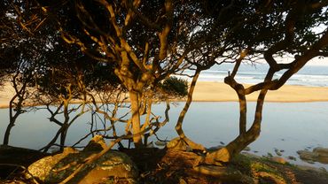 The milkwood forests make for a perfect lunch stop enroute.