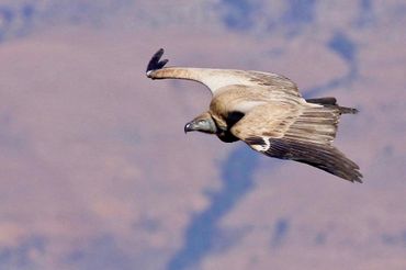 A visit to the resident Cape Vulture Colony above Drak Mountain Lodge is a highlight for many.