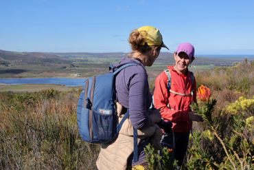 Excited about seeing a local endemic in flower, with a view down to Lomond Wine Estate.