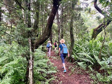 The mature coastal forest around the Siyaya river also has some Podocarpus falcatus, commonly known as the Outeniqua Yellowwood.