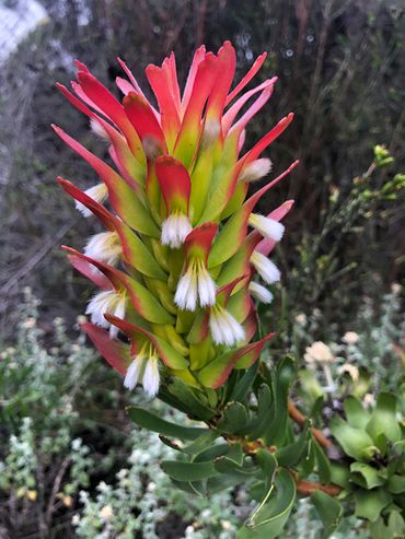 Mimetes cucullatus – common pagoda. This flower head is actually compromised of modified leaves – known as floral bracts