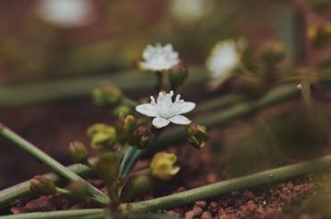 The area is home to many rare and endemic plant species including this crassula.