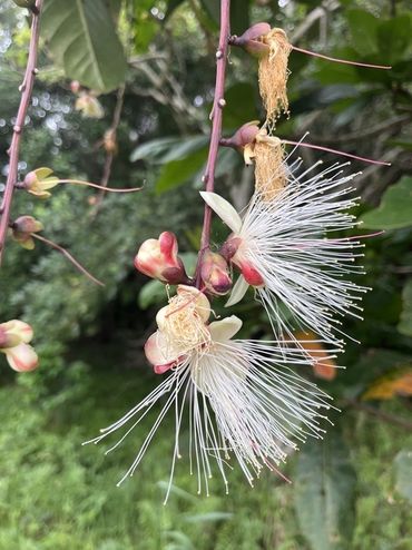 The flower of the freshwater mangrove (Barringtonia racemosa) - open at night, where they are pollinated by bats and moths. By dawn, most of the delicate flowers fall to the ground, forming a soft pink carpet beneath the tree.