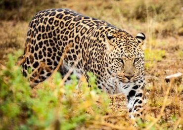 The Western Soutpansberg Mountains are home to one of the highest known densities of leopards in southern Africa. They thrive in the mosaic of forest patches, rocky outcrops (koppies), bushveld, and grasslands found in this region.