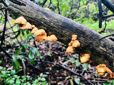 The diversity and colours of fungi working to decompose plant matter to humus