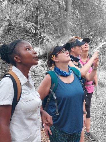 Calling in the Gorgeous Bushshrike