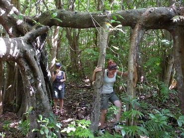 Exploring the undergrowth of the fern and dune forests.