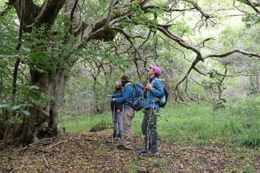 The path leads down through an old forest, where leopard claws scar the bark of a Milkwood tree.