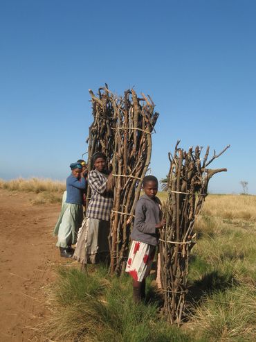 Collecting firewood