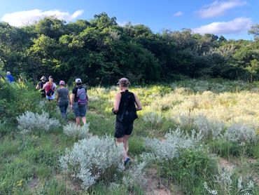 Silvery bushes in the savanna catches the golden afternoon light