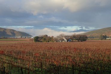 Vineyard and mountain views from the pool deck at your guesthouse.