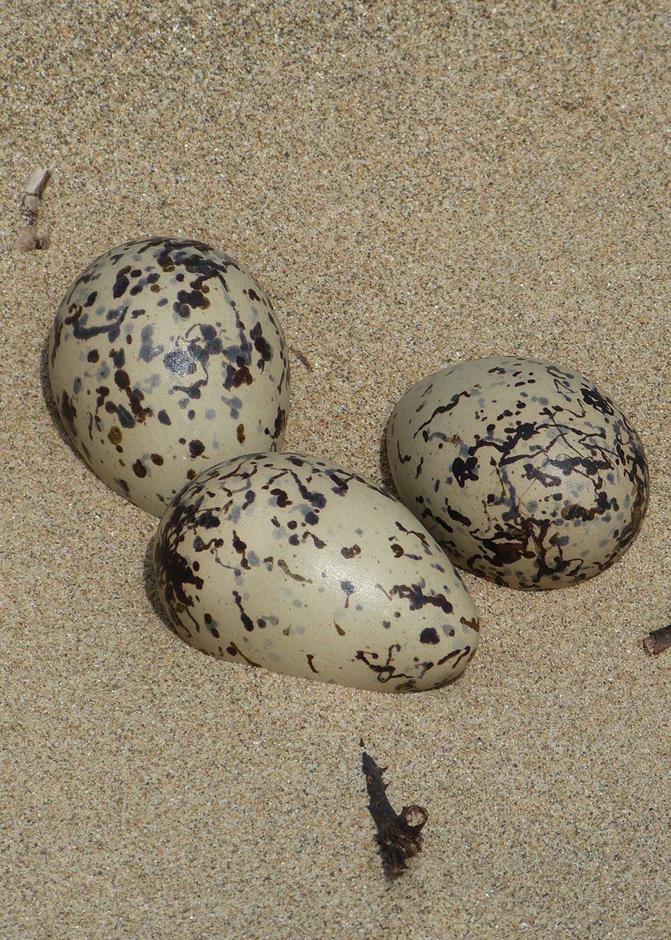 Black Oyster Hiking  Trail