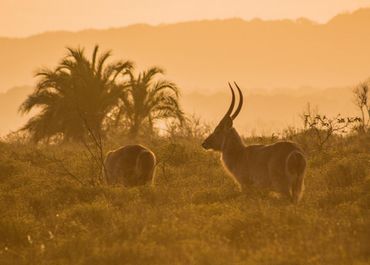 Waterbuck at Sunset