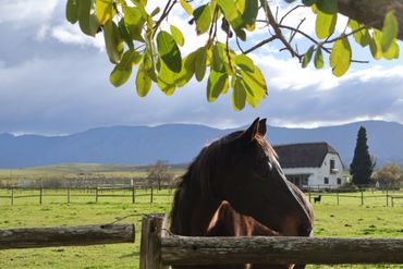 Passing through paddocks, you’ll get to see some of the thoroughbred racehorses, after which Arabella has a long-standing affinity.