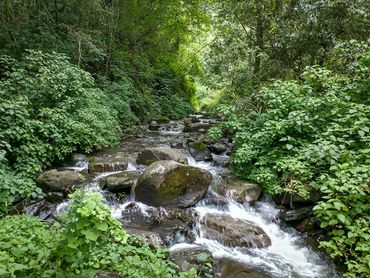 Bubbling brooks in the Karkloof valley