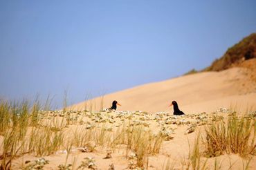 The Black Oystercatchers are known to pair up for as long as 25 years.