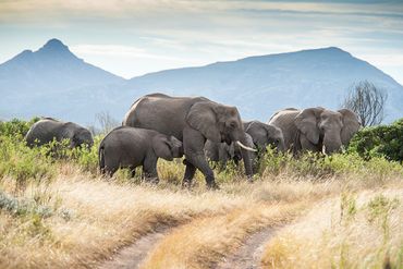 Elephant encounter in Gondwana Game Reserve, on the Pioneer Slackpacking trail.