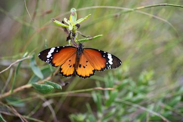 On a guided walking trail, it’s just as much about the smaller things.