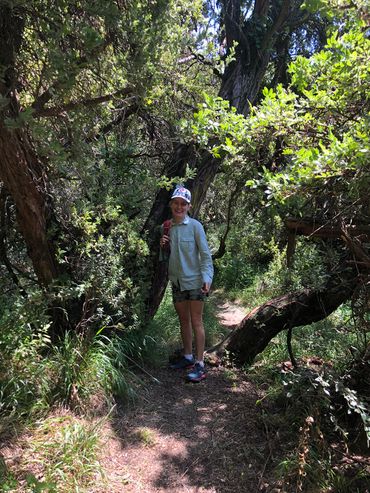 There are some cool forest sections too – with ancient Ou hout trees.