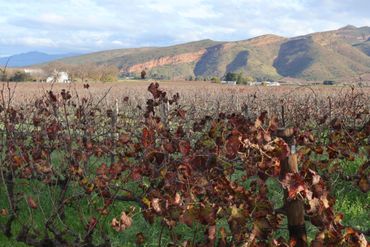 Autumnal vines