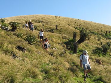 Grassy sugar-loafed hills dotted with aloes are a typical scene along this stretch of Wild Coast.