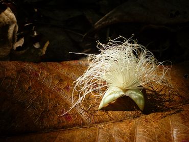 A beautifully tentacled inflorescence found in one of the mangal forests.